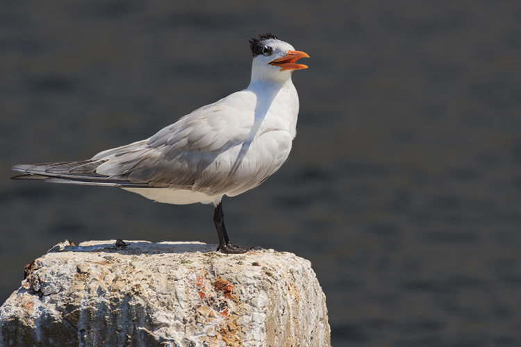 Thalasseus maximus Royal tern 